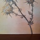 Il mio progetto del corso   Sketchbook botanico: un approccio meditativo. Traditional illustration, Sketching, Watercolor Painting, Sketchbook, Drawing, and Botanical Illustration project by Paola Matteucci - 08.10.2021