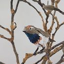Gorge bleue . Un progetto di Design, Artigianato, Scultura e Papercraft di Sophie Losfeld - 10.08.2021