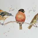My project in Artistic Watercolor Techniques for Illustrating Birds course Ein Projekt aus dem Bereich Traditionelle Illustration, Aquarellmalerei, Realistische Zeichnung und Naturalistische Illustration von Dave Scanlon - 14.08.2021