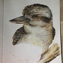Kookaburra study in progress. Un progetto di Illustrazione tradizionale di craftyvamp - 16.08.2021