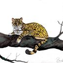 Mi Proyecto del curso: Ilustración científica de animales en acuarela. Traditional illustration, Watercolor Painting, Realistic Drawing, and Naturalistic Illustration project by Barbara Romero Constanzo - 08.16.2021