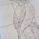 King fisher. Un proyecto de Ilustración tradicional de humberto velez hernandez - 19.08.2021