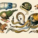 Material Creature Collection. Traditional illustration, Watercolor Painting, and Drawing project by Julie Benbassat - 08.20.2021