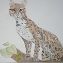 Mi Proyecto del curso: Ilustración científica de animales en acuarela Ein Projekt aus dem Bereich Traditionelle Illustration, Aquarellmalerei, Realistische Zeichnung und Naturalistische Illustration von Valeria Vázquez M - 16.08.2021