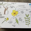 Mein Kursprojekt: Botanisches Aquarell: illustriere die Anatomie der Blumen. Projekt z dziedziny Trad, c, jna ilustracja,  Sztuki piękne,  Malarstwo,  R, sunek, Malowanie akwarelą, R i sunek botaniczn użytkownika Barbara - 22.08.2021