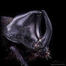 Rhino Beetle. MACRO EXTREMO. Un projet de Photographie, Photographie de portrait, Photographie de studio , et Photographie documentaire de Sergio Gómez - 23.08.2021