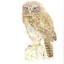 Aves de Chile. Un proyecto de Ilustración tradicional de Claudia Nathalie - 24.08.2021