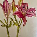Meu projeto do curso: Aquarela botânica: ilustre a anatomia das flores . % Teresa Pereira tarafından hazırlanan Geleneksel illüstras, on, Güzel sanatlar, Tablo, Çizim, Sulubo, a Resim, Botanik İllüstras, Ve on projesi - 08.23.2021