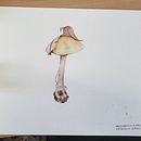 Il mio progetto del corso: Sketching quotidiano per potenziare la creatività Ein Projekt aus dem Bereich Traditionelle Illustration, Skizzenentwurf, Kreativität, Zeichnung und Sketchbook von Enrica Mazzarello - 02.11.2022