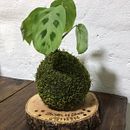 Mi Proyecto del curso: Kokedamas: crea macetas naturales de musgos. Elegí el nombre Shizen que significa "naturaleza en japonés". Arts, Crafts, Interior Design, L, scape Architecture, Decoration, DIY, Floral, and Plant Design project by JOHANA ABERASTEGUY - 08.26.2021