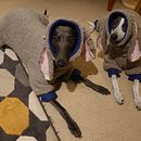 My project in Basic Sewing with a Sewing Machine course . Coasere de Haniff Jamil - 08.27.2021