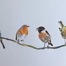 My project in Artistic Watercolor Techniques for Illustrating Birds course. Un progetto di Illustrazione tradizionale, Pittura ad acquerello, Disegno realistico e Illustrazione naturalistica di saffire - 28.08.2021
