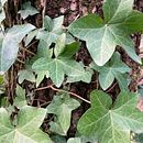 First drawing - Ivy for Nana (Amelia Jane). Projekt z dziedziny R i sunek botaniczn użytkownika helen_371012 - 29.08.2021