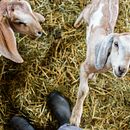 Cabrito sin Madre Ein Projekt aus dem Bereich Schrift von Pedro Zagitt - 29.08.2021