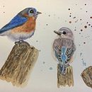 My project in Artistic Watercolor Techniques for Illustrating Birds course. Een project van Traditionele illustratie, Aquarelschilderen, Realistische tekening y Naturalistische illustratie van debbiemc - 30.08.2021