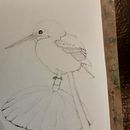 Kingfisher on Bent Lilypad Ein Projekt aus dem Bereich Traditionelle Illustration von Nalda Paterson - 30.08.2021