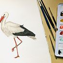 Mon projet du cours : Illustration naturaliste d'oiseaux à l'aquarelle Ciconia Ciconia Ein Projekt aus dem Bereich Traditionelle Illustration, Aquarellmalerei, Realistische Zeichnung und Naturalistische Illustration von Elorha - 30.08.2021