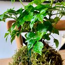Mi Proyecto del curso: Kokedamas: crea macetas naturales de musgo. Un projet de Artisanat, Design d'intérieur, Pa, sagisme, Décoration, DIY , et Art floral et végétal de Ramon Rue Sanchez - 31.05.2021