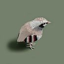 Paper Birds. Paper Craft, Design, and Traditional illustration project by Sarah Louise Matthews - 08.31.2021