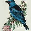 Meu projeto: Saí azul e protea. Un proyecto de Ilustración tradicional, Dibujo realista e Ilustración naturalista				 de Marina Carvalho Pelorca - 04.09.2021