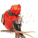 Pyrocephalus rubinus. Traditional illustration, Painting, and Watercolor Painting project by Ernesto Alvarado Garcia - 09.03.2021