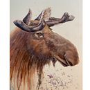 My project in Expressive Animal Portraits in Watercolor course . % Lorna Garrison tarafından hazırlanan Geleneksel illüstras, on, Sulubo, a Resim, Gerçekçi Çizim, Doğalcı İllüstras, on, Ve Güzel sanatlar projesi - 09.02.2021