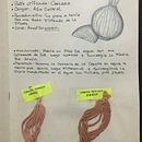 Mi Proyecto del curso: Teñido textil con pigmentos naturales. Arts, Crafts, Fashion Design, DIY, Textile D, and eing project by shelein garcia - 09.03.2021