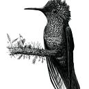 Mi Proyecto del curso: Ilustración naturalista con scratchboard. Projekt z dziedziny Trad, c, jna ilustracja,  R, sunek, Ilustracja naturalist i czna użytkownika Mario Barrera Guerrero - 05.09.2021
