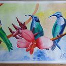 Mi Proyecto del curso: Acuarela artística para ilustración de aves . Ilustrație tradițională, Pictură în acuarelă, Desen realist & Ilustrație naturalistă de Blanca Seneth Cortez Gallego - 09.07.2021