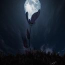 FLOR DE LUNA. Ilustração tradicional, e Fotografia projeto de javiergraullera - 03.09.2021