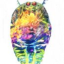 Aquatic life. Un projet de Illustration traditionnelle, Dessin, Dessin au cra, on et Illustration naturaliste de Silvia Roukens - 08.09.2021