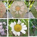 Cementine "I fiori di mio cognato" Ein Projekt aus dem Bereich H und werk von Maria Averame - 08.09.2021