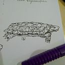 Desenhos científicos. Projekt z dziedziny Trad, c i jna ilustracja użytkownika Giovana Rodrigues dos Santos - 22.07.2021