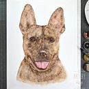 Watercolor Pet Portraits of my boy. Projekt z dziedziny  R, sunek, Trad, c, jna ilustracja,  Malarstwo, Ilustracja naturalist i czna użytkownika Waiyi Choi - 09.09.2021