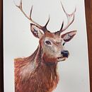 My project in Expressive Animal Portraits in Watercolor course. Un proyecto de Ilustración tradicional, Pintura a la acuarela, Dibujo realista e Ilustración naturalista				 de Helen Russell - 01.09.2021