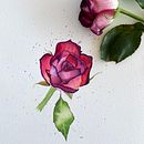 Mon projet du cours : Aquarelle botanique : illustrez l’anatomie des fleurs. Un projet de Illustration traditionnelle, Beaux Arts, Peinture, Dessin, Aquarelle et Illustration botanique de sophie_bauer0711 - 10.09.2021