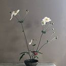 My project in Floral Arrangement Design with Seasonal Blooms course . % Louise Clark tarafından hazırlanan İç Tasarım, Pe, zaj Mimarisi, Dekoras, on, Ve Kendin Yap projesi - 09.09.2021