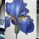 Iris class. Desenho a lápis projeto de Lauren - 24.04.2021