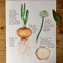 Allium Cepa (Cipolla) . Ilustrație botanică și Pictură în acuarelă de Katia Fornaroli - 09.13.2021