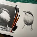 My project in Artistic Watercolor Techniques for Illustrating Birds course . % David Jenne tarafından hazırlanan Geleneksel illüstras, on, Sulubo, a Resim, Gerçekçi Çizim, Doğalcı İllüstras, Ve on projesi - 09.13.2021