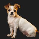 Mi Proyecto del curso: Introducción a la fotografía de perros Ein Projekt aus dem Bereich Fotografie, Porträtfotografie, Studiofotografie, Dokumentarfotografie, Lifest, le-Fotografie und Interieurfotografie von JJ Morales - 13.09.2021
