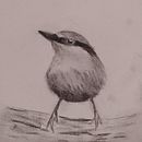 My project in Artistic Watercolor Techniques for Illustrating Birds course. Un proyecto de Ilustración tradicional, Pintura a la acuarela, Dibujo realista e Ilustración naturalista				 de Julie Roberts-Thomas - 14.09.2021