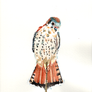 American Kestrel. Een project van Traditionele illustratie y Aquarelschilderen van Chelsea Avery - 17.09.2021
