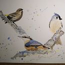 Mi Proyecto del curso: Acuarela artística para ilustración de aves. Un proyecto de Ilustración tradicional, Pintura a la acuarela, Dibujo realista e Ilustración naturalista				 de Elisabeth - 17.09.2021