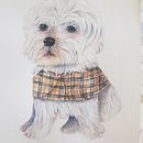 My project in Expressive Animal Portraits in Watercolor course. Een project van Traditionele illustratie, Aquarelschilderen, Realistische tekening y Naturalistische illustratie van Jenny Foreman - 20.09.2021