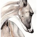 Galgo - Tecniche sperimentali di acquerello per principianti. Ilustração tradicional, Artes plásticas, Pintura em aquarela e Ilustração naturalista projeto de cri & ste - 19.09.2021