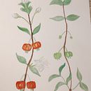 Meu projeto do curso: Aquarela botânica: ilustre a anatomia das flores. Un projet de Illustration traditionnelle, Beaux Arts, Peinture, Dessin, Aquarelle et Illustration botanique de Camilla Waltrick - 22.09.2021