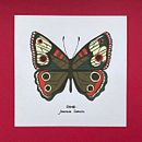Ilustración de Mariposas con acrílico. Projekt z dziedziny Trad, c, jna ilustracja,  Sztuki piękne,  Malarstwo,  R, sunek, Malarstwo akr, lowe, R i sunek botaniczn użytkownika Eva Ramon Vilà - 27.09.2021