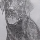 DESENHO HIPERREALISTA DE CACHORRO. Desenho a lápis projeto de Antonio Augusto - 27.09.2021