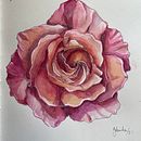 Rose. Ilustração botânica projeto de Gabriela - 27.09.2021